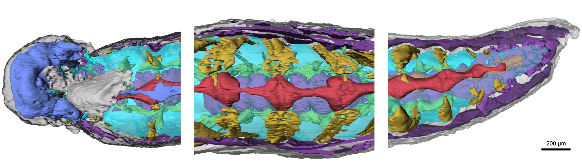 Diamond solves evolution mystery of 520-million-year-old worm fossil